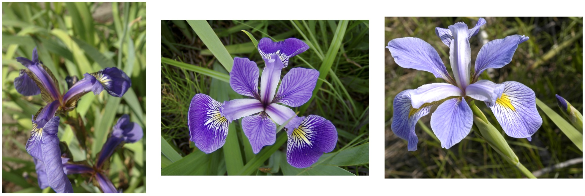 Iris dataset